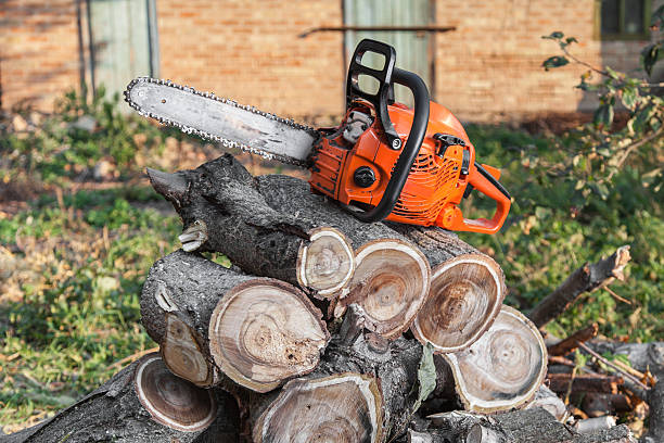 Trusted University Center, VA Tree Service Experts